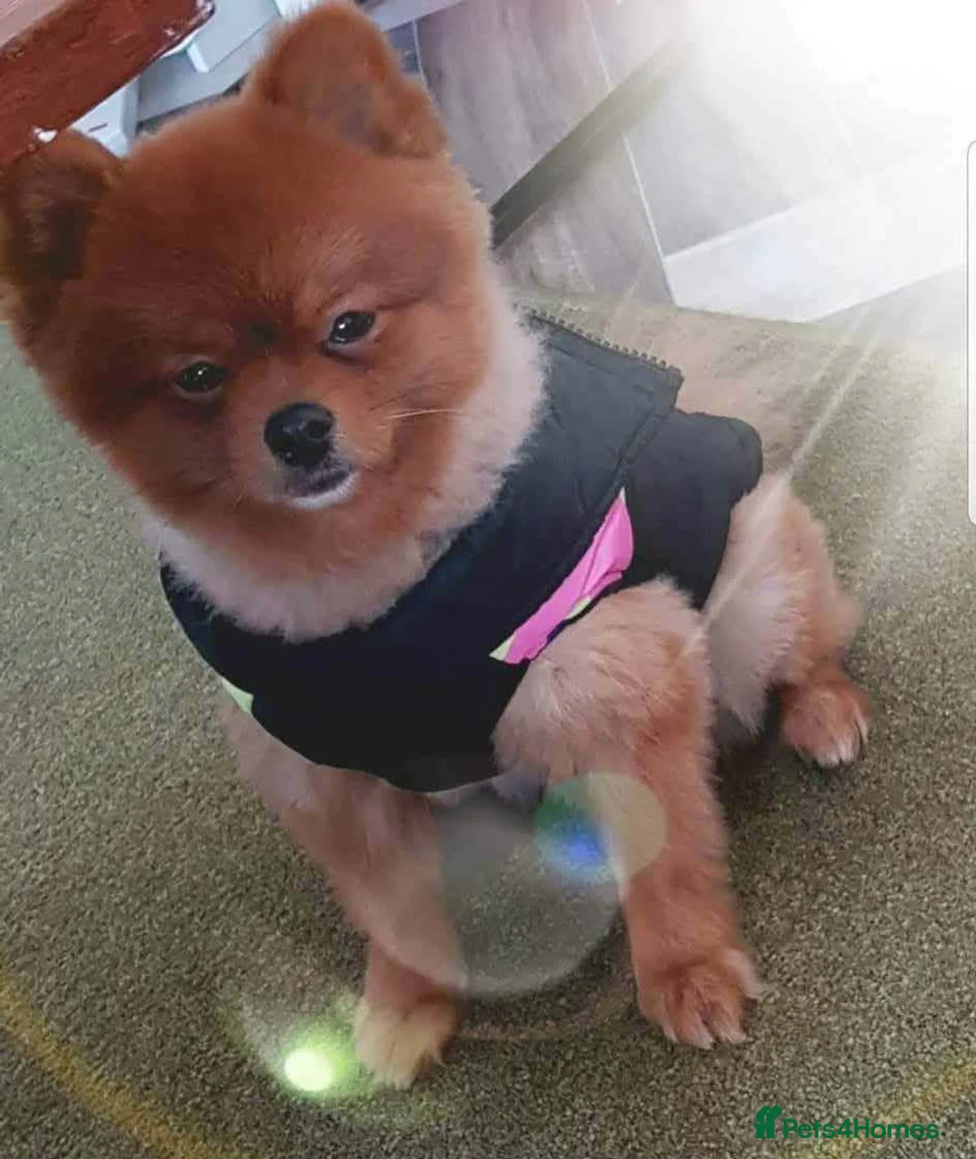 Pomeranian dogs for sale: Beautiful Pomeranian puppie male - Advert 11