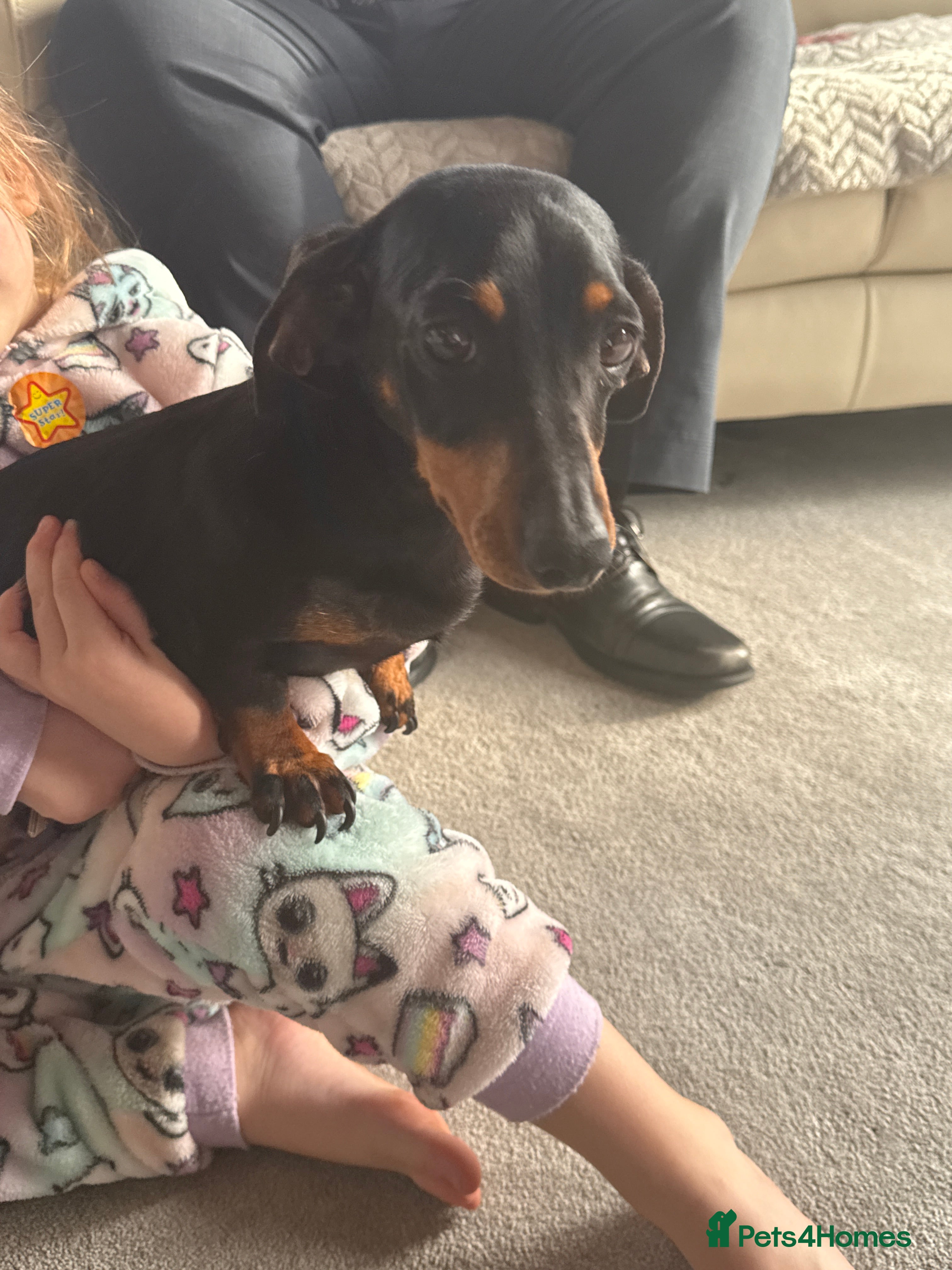 Miniature Dachshund dogs Black and Tan miniuter dauchound  - Advert 1