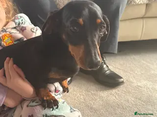Miniature Dachshund dogs Black and Tan miniuter dauchound - Advert 1