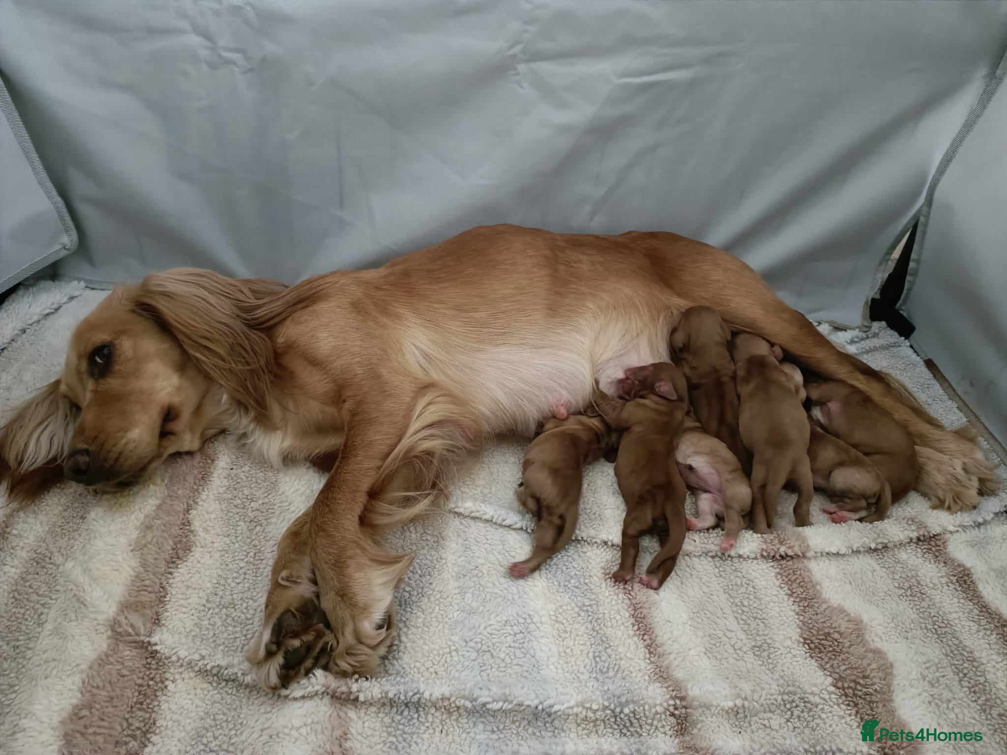 Cocker Spaniel dogs Beautiful Litter of Red & Golden cs puppies - Advert 2