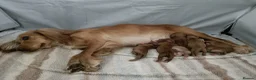 Cocker Spaniel dogs for sale: Beautiful Litter of Red & Golden cs puppies in Bristol - Advert 1