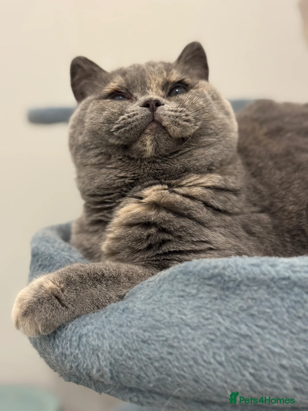 British Shorthair cats for sale: Chunky blue tortie eldest kitten TICa reg  - Advert 2