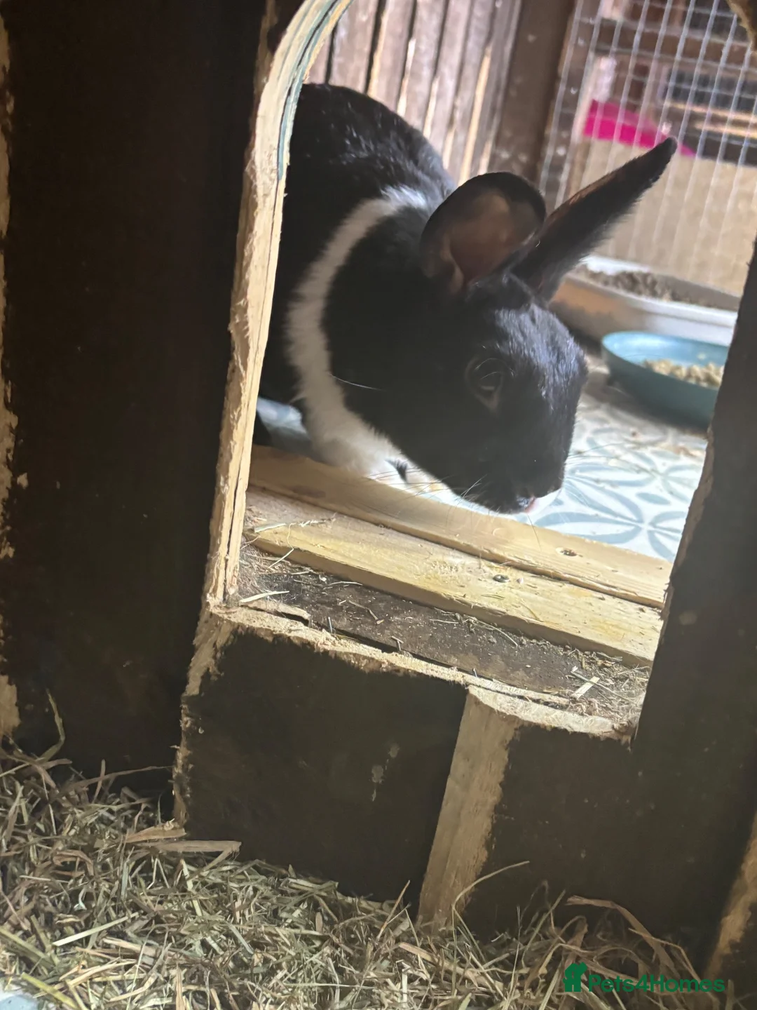 Dutch rabbits for sale: black and white dutch male and female  - Advert 2