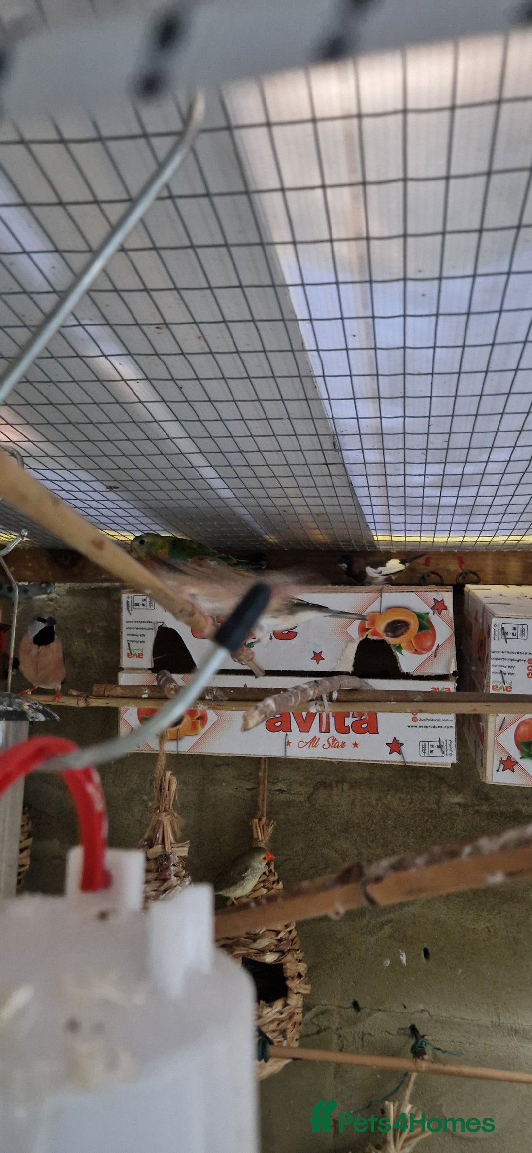Finches birds for sale: Benghal and Helans finches for sale in E12 - Advert 8