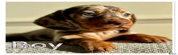 Miniature Dachshund dogs for sale: Splendid mini dachshunds  in Ipswich - Advert 8