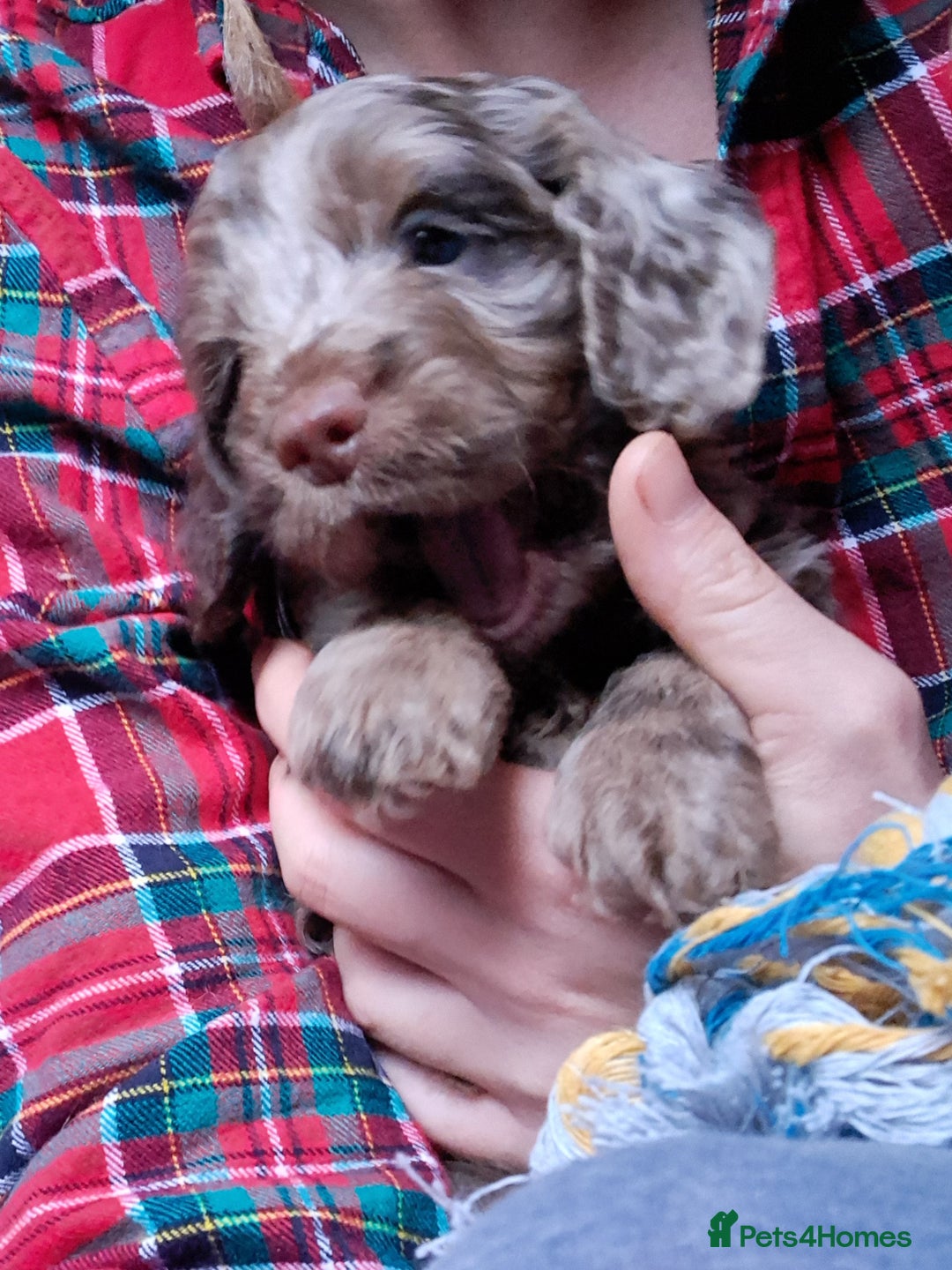 Cockapoo dogs for sale: Toy F1 Cockerpoo last chocolate boy  - Advert 18