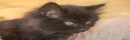 Mixed Breed cats for sale: Black kittens with brown stripes - Advert 7