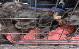 Cocker Spaniel dogs for sale: Working Cocker Spaniels  - Image 13