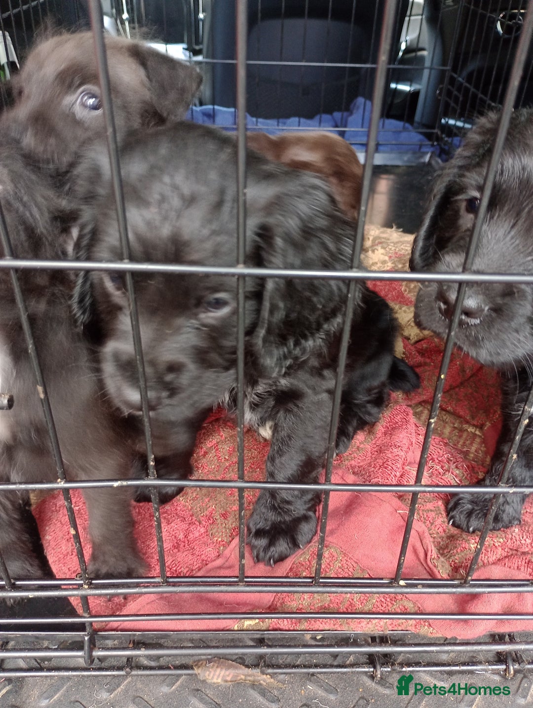 Cocker Spaniel dogs for sale: Working Cocker Spaniels  - Image 13