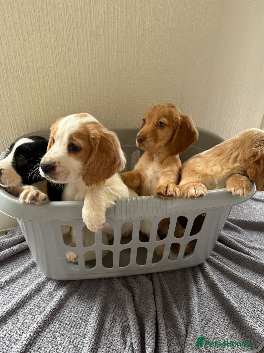Cocker Spaniel dogs for sale: Beautiful cocker spaniel puppies for sale  - Advert 3