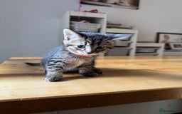 Mixed Breed cats for sale: 2 Beautiful Tabby Female Kittens - Image 5