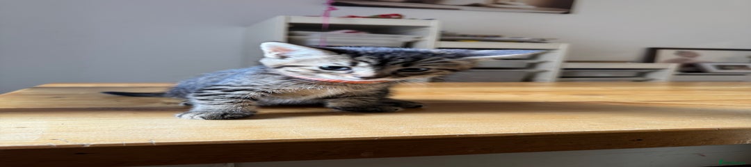 Mixed Breed Kitten 2