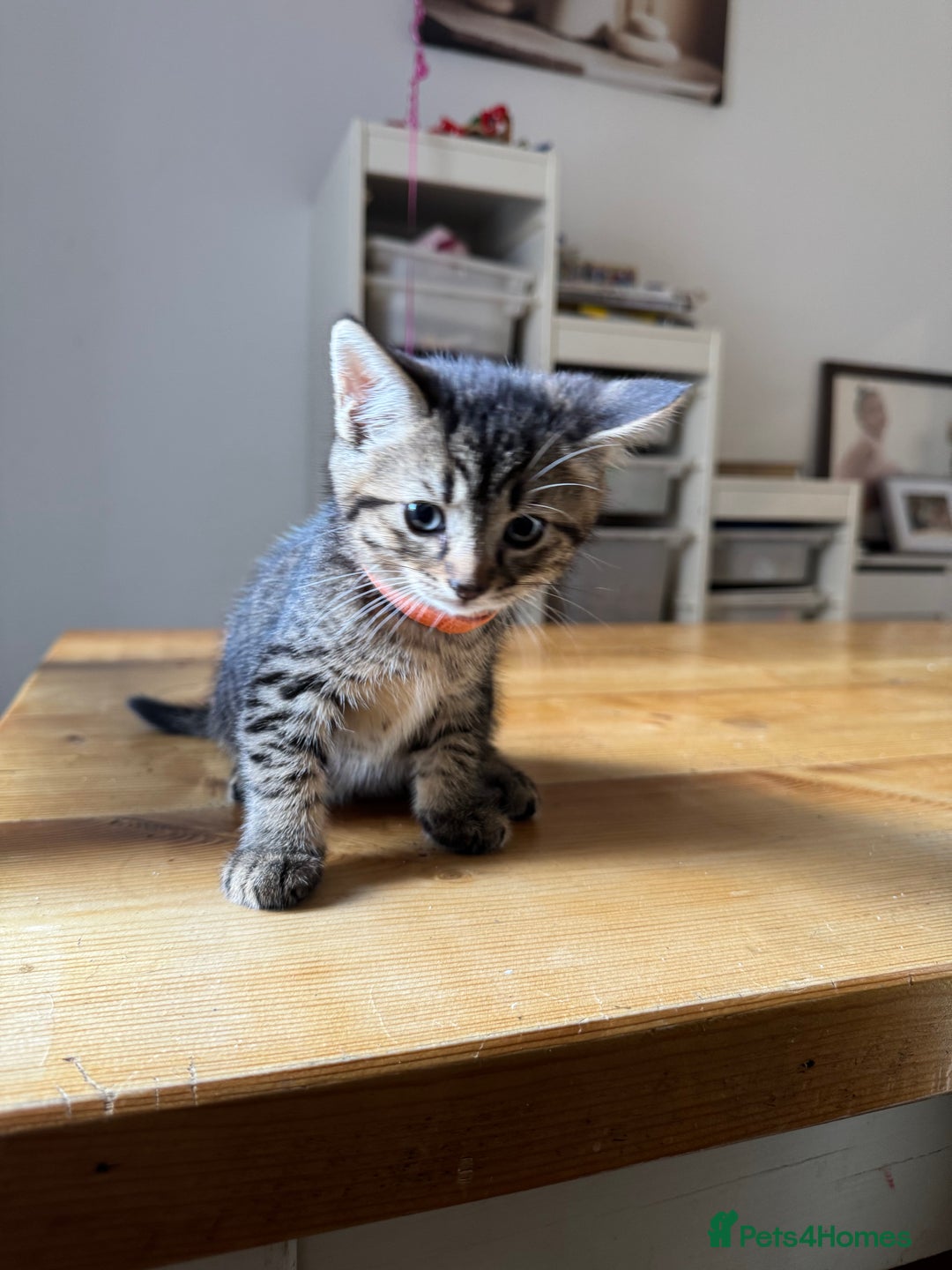 Mixed Breed cats for sale: 2 Beautiful Tabby Female Kittens - Image 5