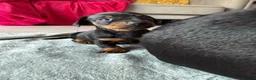 Miniature Dachshund dogs for sale: 2 Stunning Miniature Dachshund Puppies   - Advert 7