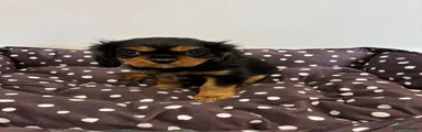Cavalier King Charles Spaniel 2