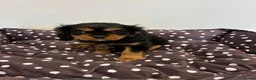 Cavalier King Charles Spaniel dogs for sale: Cavalier King Charles Spaniel Puppies in Snodland - Advert 5