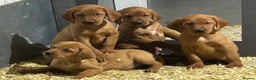 Mixed Breed dogs for sale: Outstanding settador puppies  - Advert 7