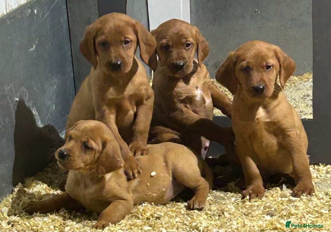 Mixed Breed dogs for sale: Outstanding settador puppies  - Advert 7