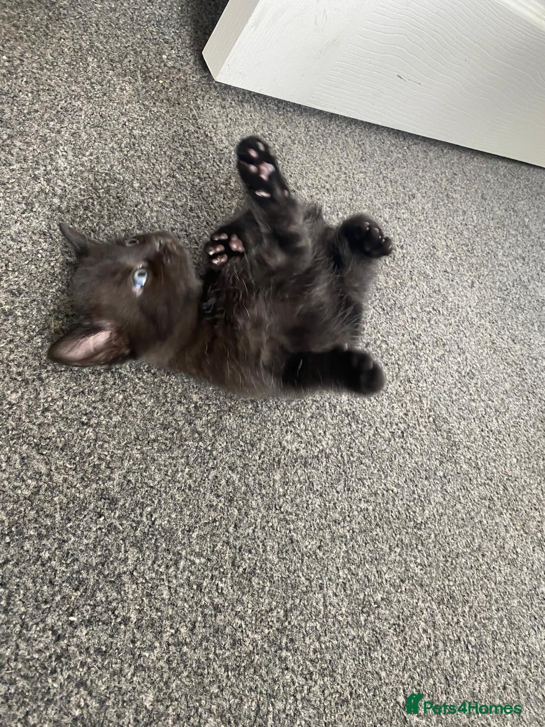 British Shorthair cats for sale: 8 week old black male kitten in Eastleigh - Image 1