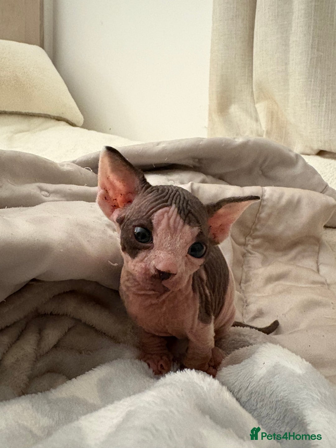 Sphynx cats for sale: Two beautiful male Sphynx kittens  - Advert 12