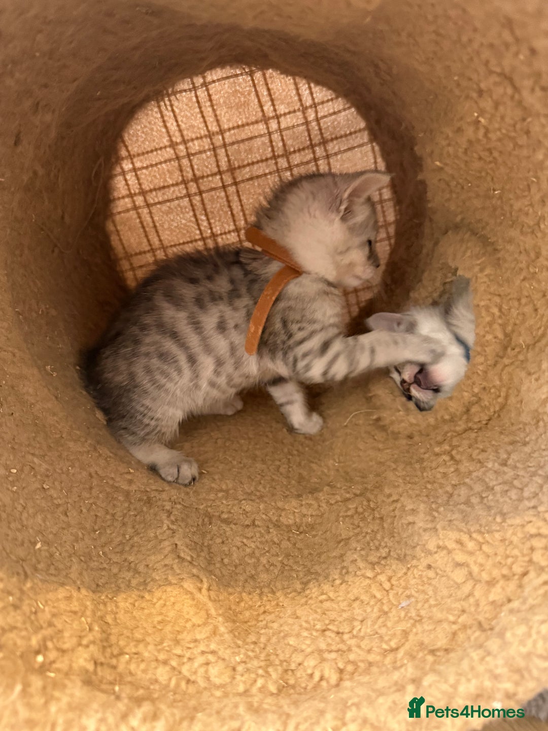 Mixed Breed cats for sale: Maine Coon x Savannah Kittens - Advert 10