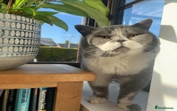 British Shorthair cats for sale: Belle - my beautiful, sweet, indoor baby  - Advert 6