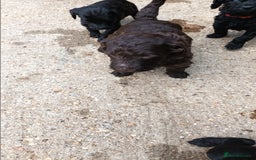 Labradoodle dogs for sale: F,1,B Standard labradoodles - Image 3