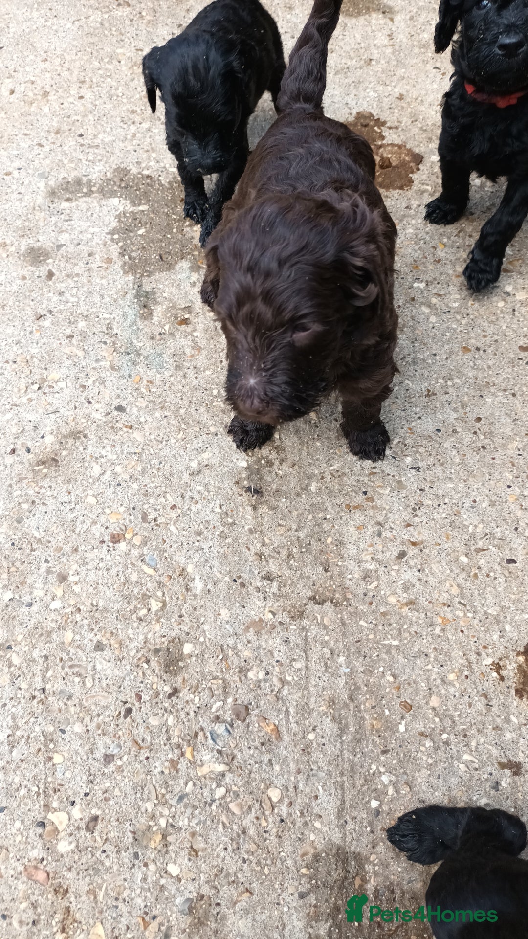 Labradoodle dogs for sale: F,1,B Standard labradoodles - Image 3