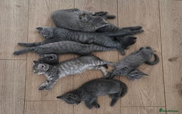 British Shorthair cats for sale: 🐾 Adorable Kittens Looking for Forever Homes 🐾 - Image 7