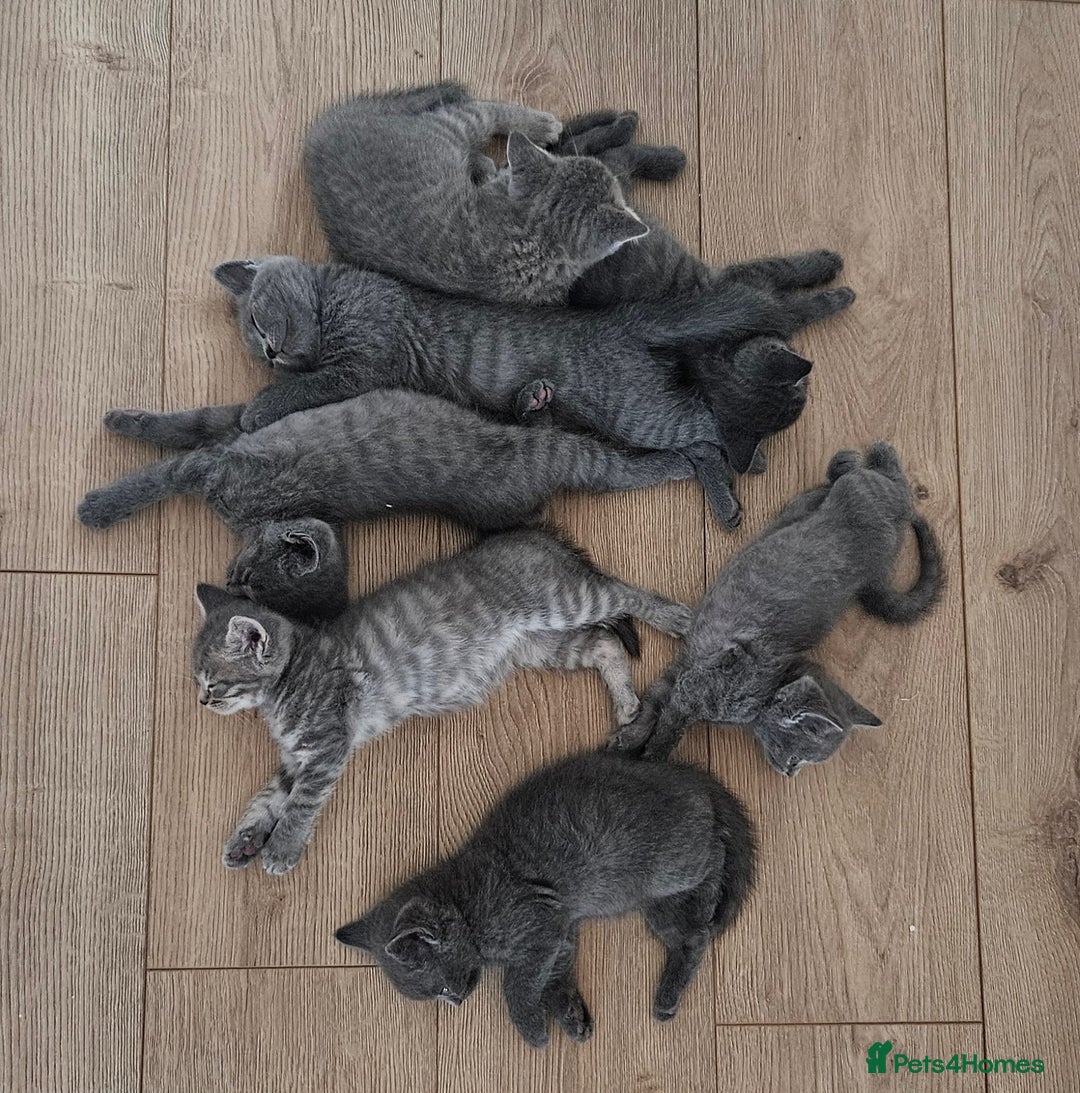 British Shorthair cats for sale: 🐾 Adorable Kittens Looking for Forever Homes 🐾 - Image 7