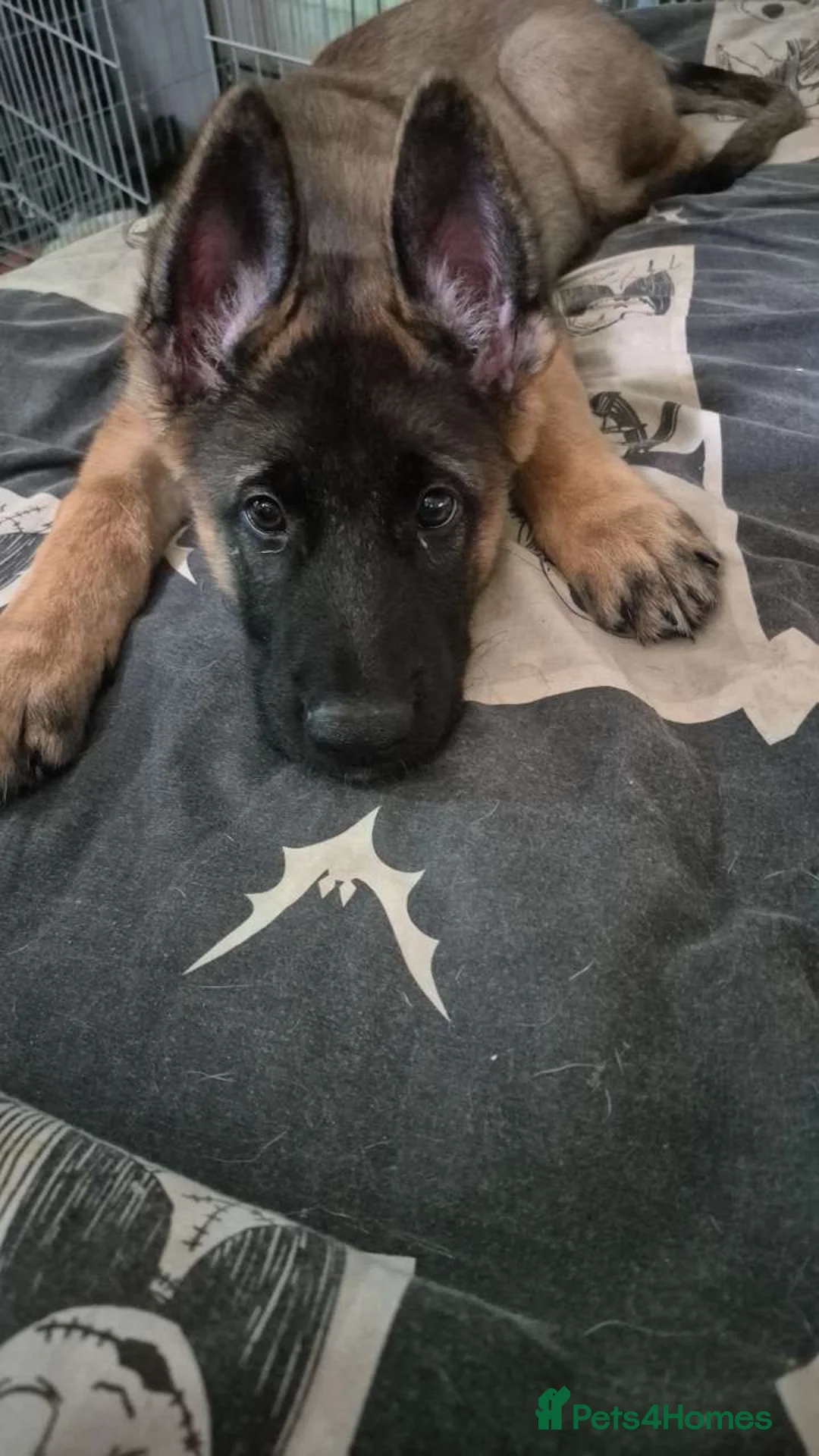 Mixed Breed dogs for sale: 15 week Shepkita for sale - Advert 2