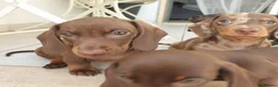Miniature Dachshund dogs for sale: Mini Dachshund Puppies for sale  in Glasgow - Advert 3