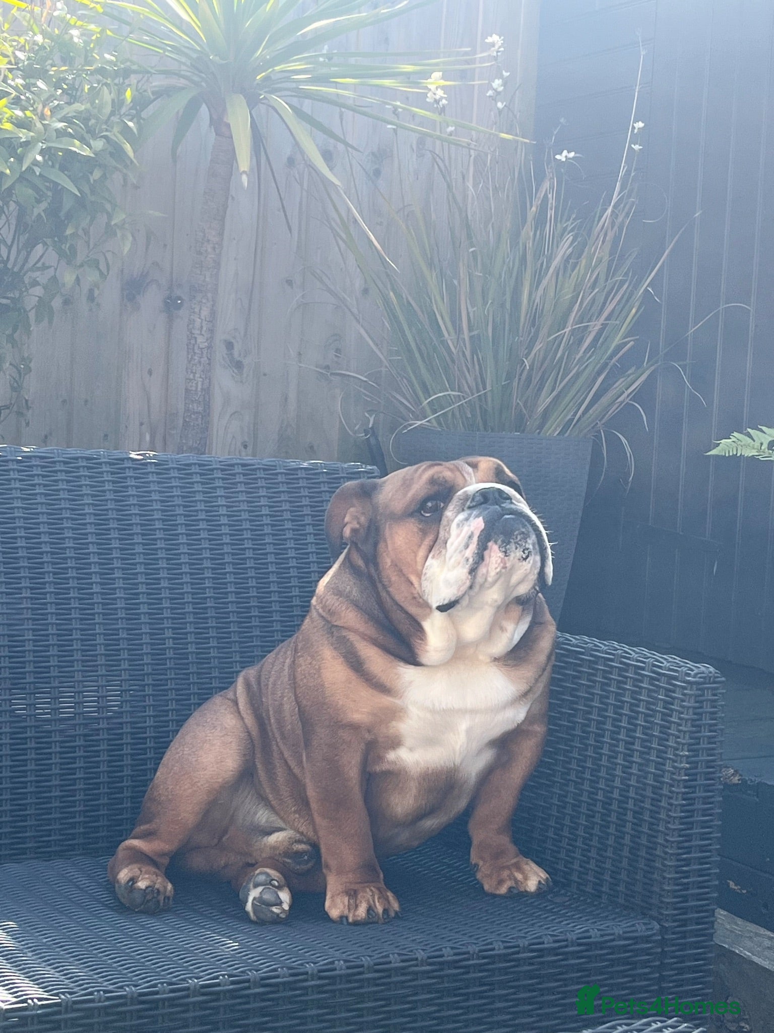 English Bulldog dogs Trafford- Mystyle Keane  - Advert 13