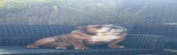 English Bulldog dogs for stud: Trafford- Mystyle Keane  - Advert 4