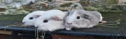 Guinea Pig rodents for sale: 3 smooth haired brothers.  - Advert 3