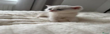 Scottish Fold 3