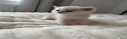 Scottish Fold cats for sale: Lovely Scottish/straight kittens - Advert 6