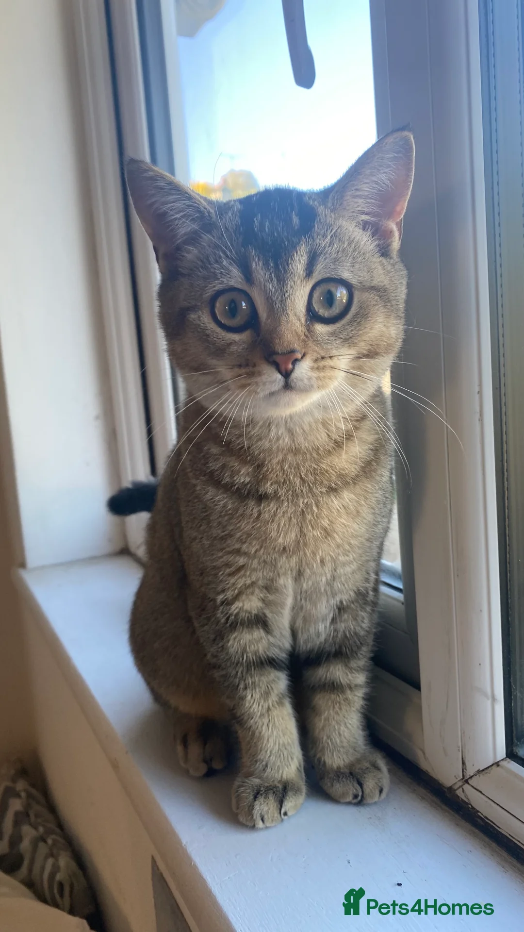 British Shorthair cats for sale: Gorgeous British short hair  - Advert 2