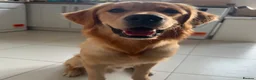 Golden Retriever dogs for sale: KC Reg Golden Retriever Puppies Health Tested  - Advert 6