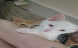 Mixed Breed cats for sale: 2 sister looking for new home  - Image 1