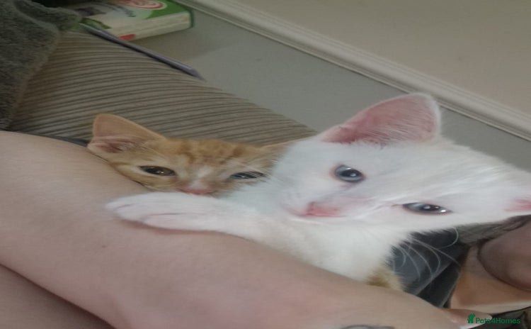 Mixed Breed cats - Advert 1