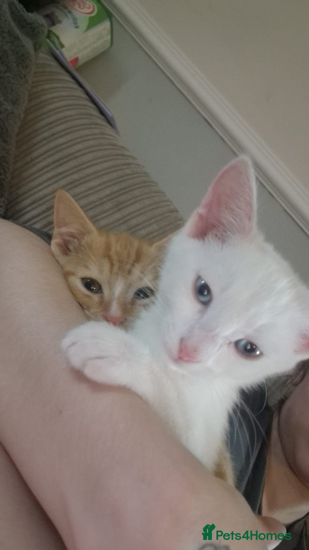 Mixed Breed cats for sale: 2 sister looking for new home  - Image 1