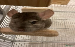 Chinchilla rodents for sale: Male grey Chinchilla  - Image 2
