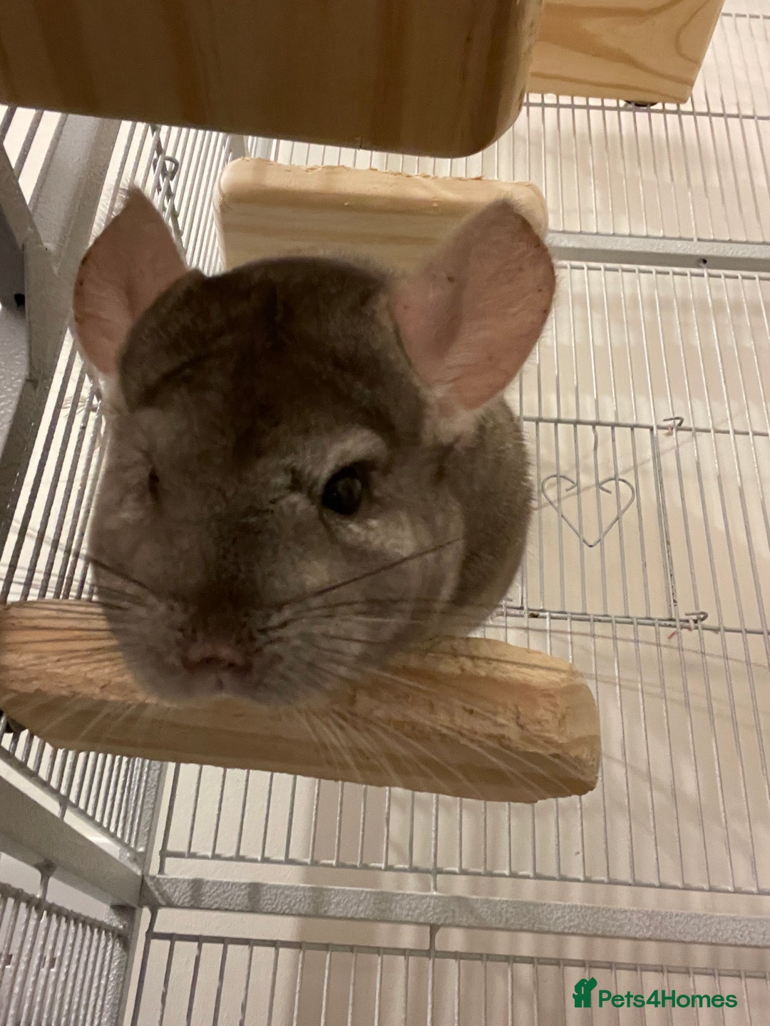 Chinchilla rodents for sale: Male grey Chinchilla  - Image 2