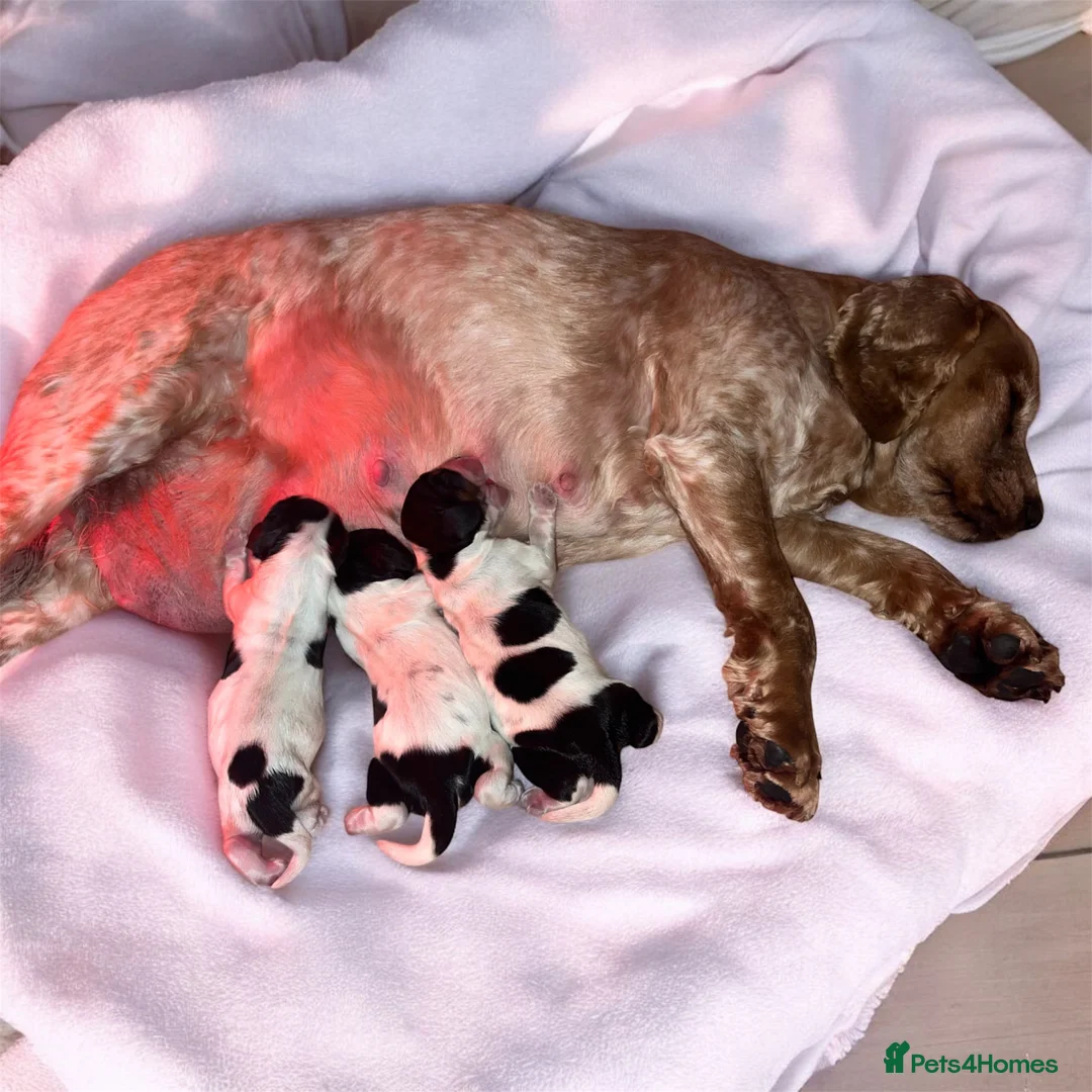 Cocker Spaniel dogs for sale: Health tested Cocker Spaniels - Advert 4