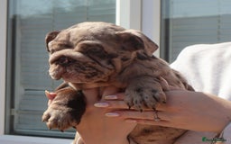 English Bulldog dogs for sale: Bettie & 007 babies short compact   - Image 11