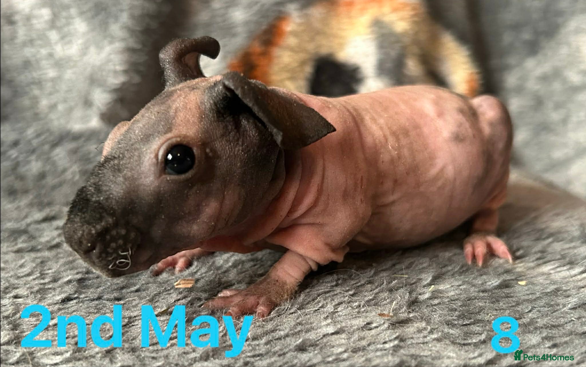 Guinea Pig rodents Skinny Pig Boars. - Advert 14