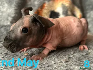 Guinea Pig rodents Skinny Pig Boars. - Advert 14