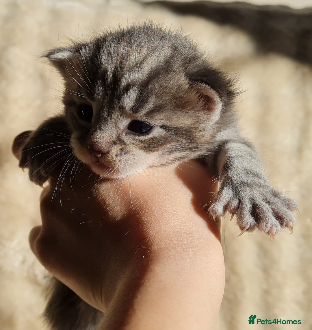 Maine Coon cats for sale: MAINE COONE KITTENS POLYDACTYL&NON POLYDACTYL   - Advert 17