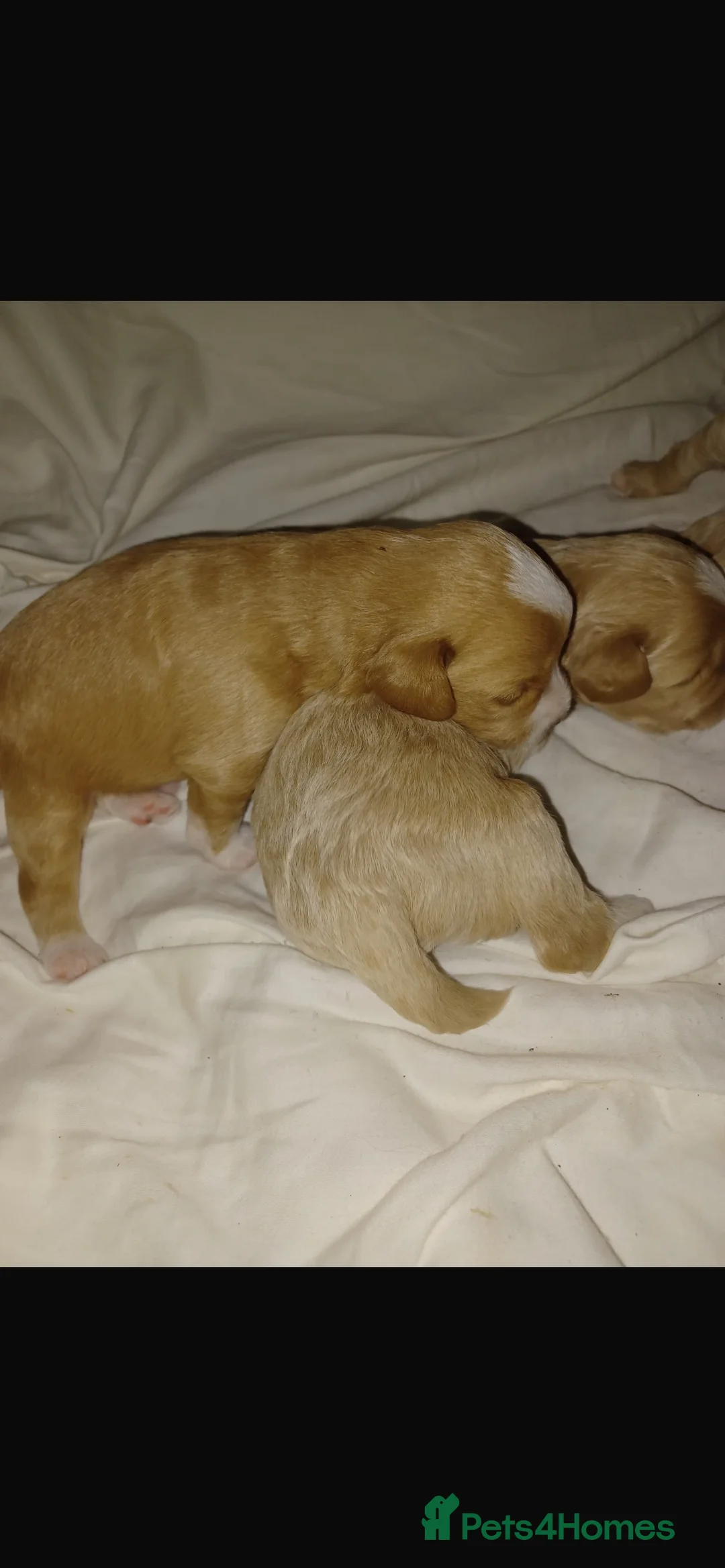 Miniature Poodle dogs for stud: Merlesque Top Gun mahogany mini poodle in Chorley - Advert 18